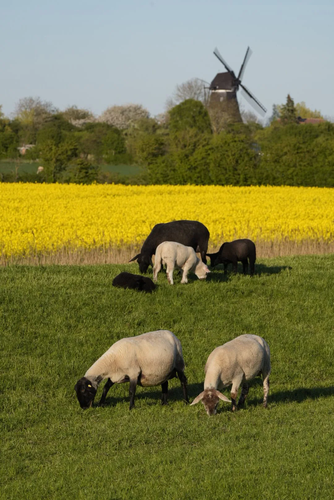 Schafe auf einer Weide vor einem blühenden Rapsfeld auf Fehmarn